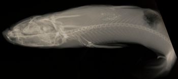 Media type: image;   Ichthyology 54388 Aspect: lateral xray